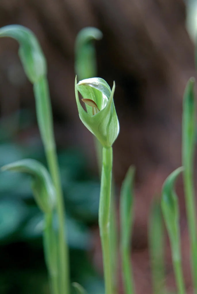 Pterostylis Curta (Blunt Greenhood Orchid)