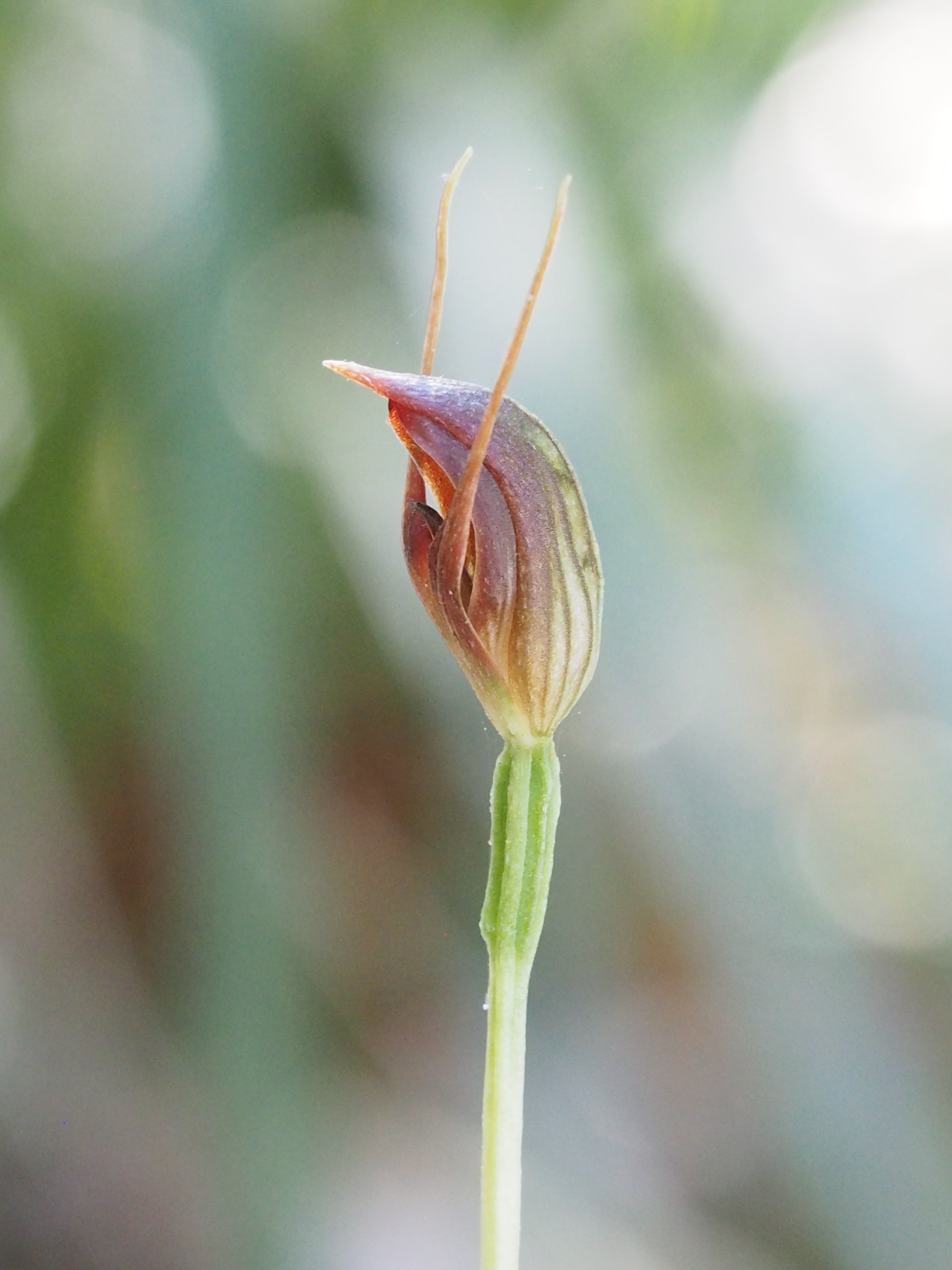 Pterostylis Erecta (Upright Greenhood Orchid)
