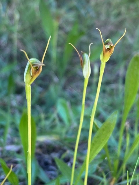Pterostylis Erecta (Upright Greenhood Orchid)