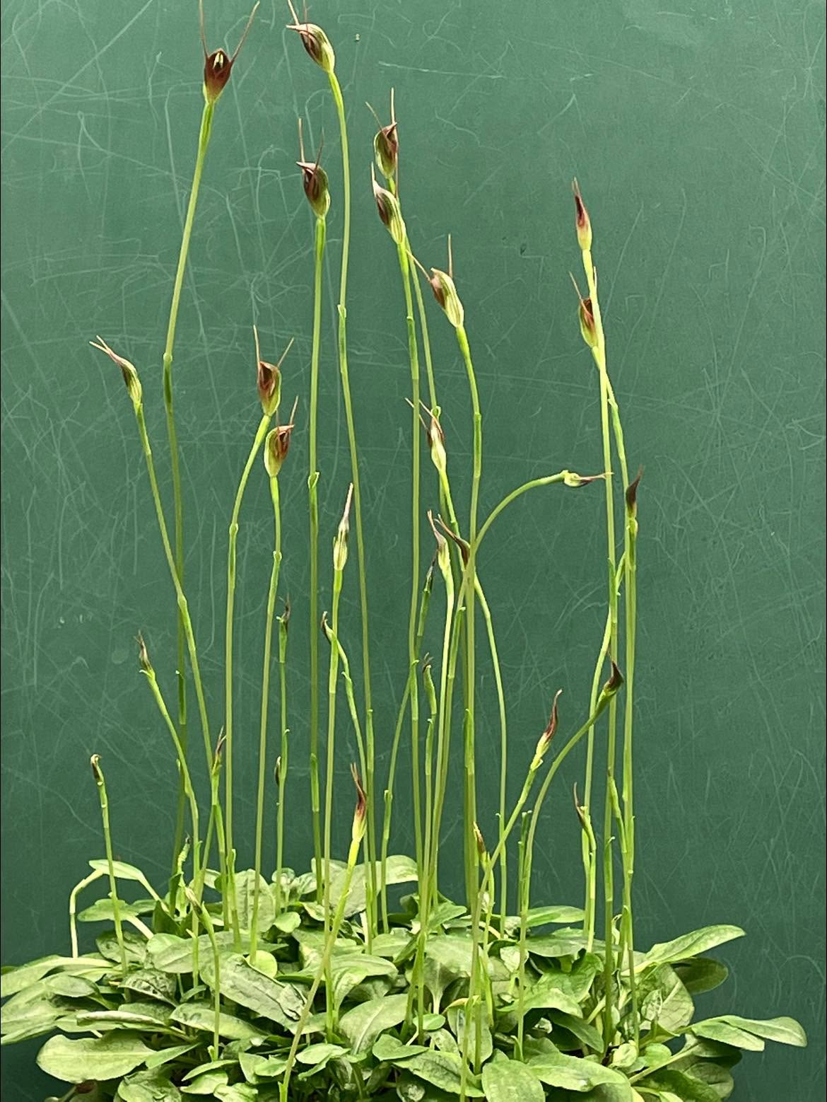 Pterostylis Erecta (Upright Greenhood Orchid)