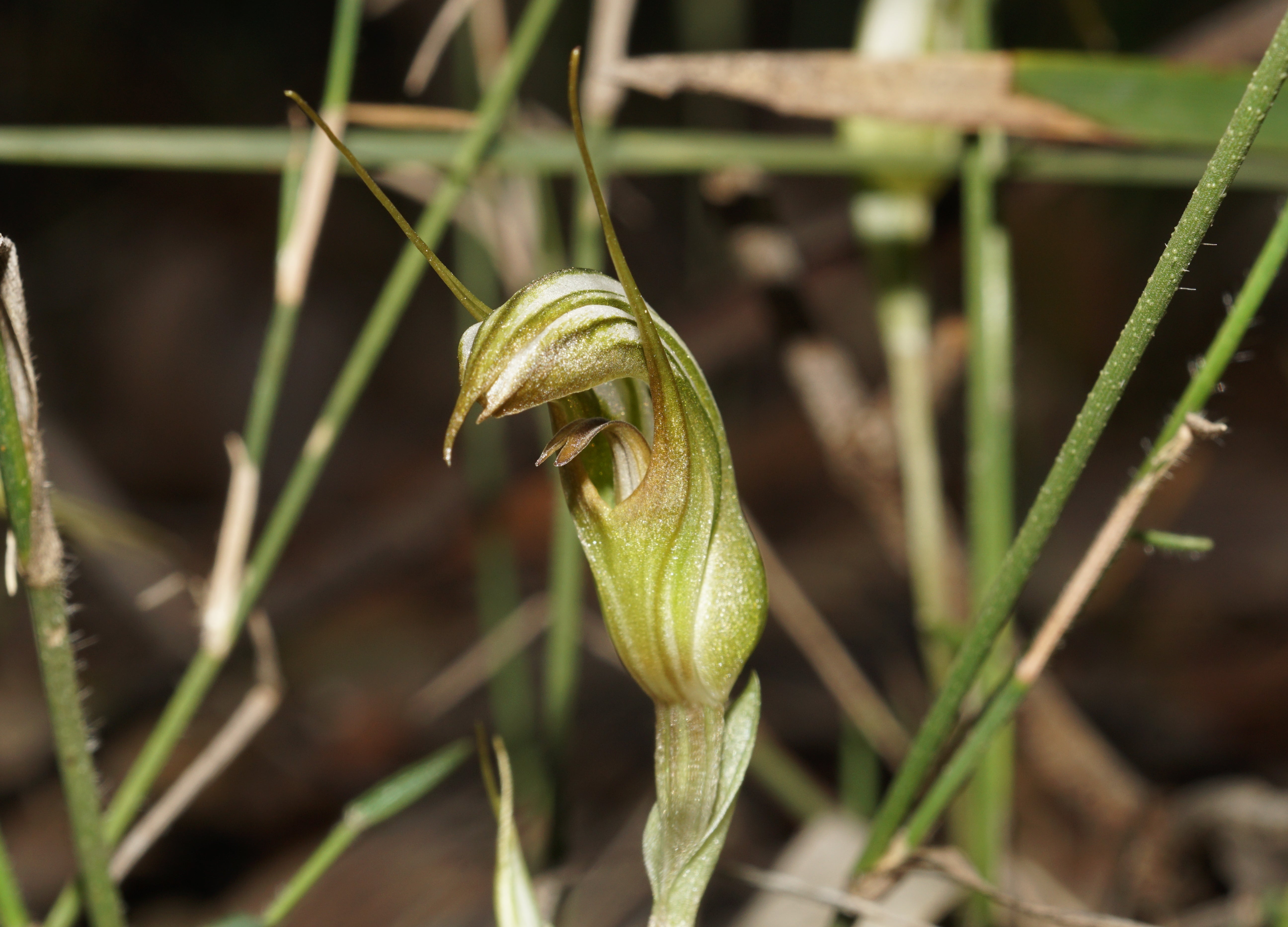 Pterostylis Ophioglossa (Snake Tongue Greenhood Orchid)