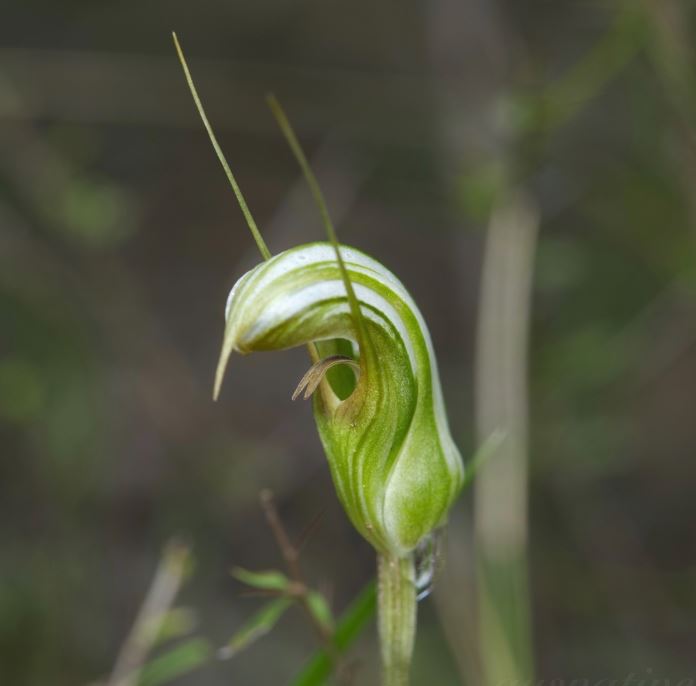 Pterostylis Ophioglossa (Snake Tongue Greenhood Orchid)