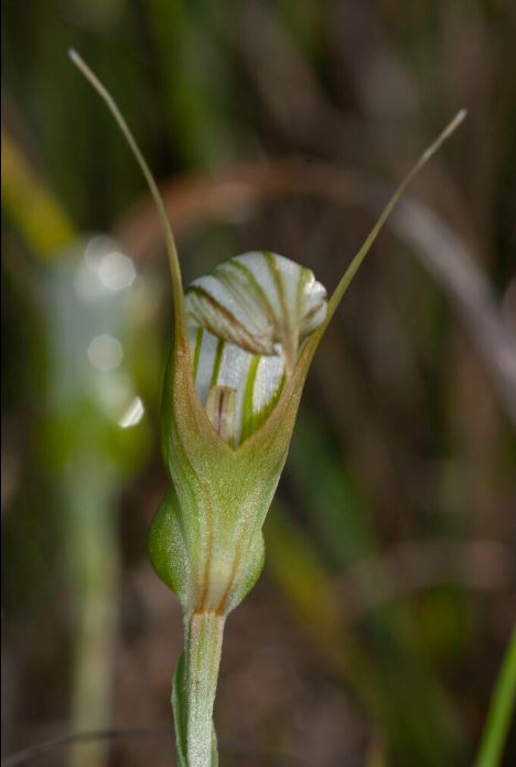 Pterostylis Ophioglossa (Snake Tongue Greenhood Orchid)