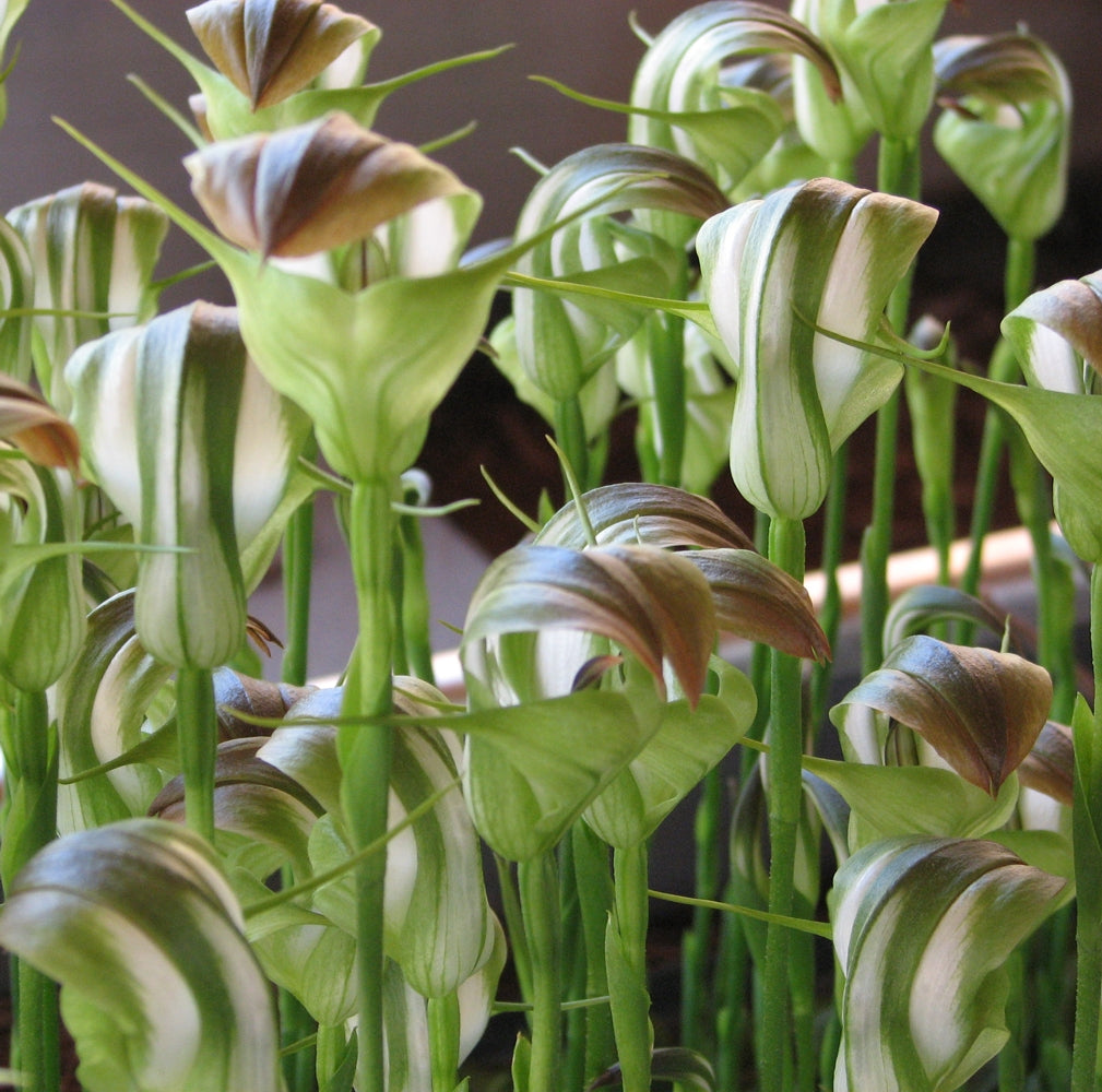 Pterostylis Baptistii (King Greenhood Orchid)