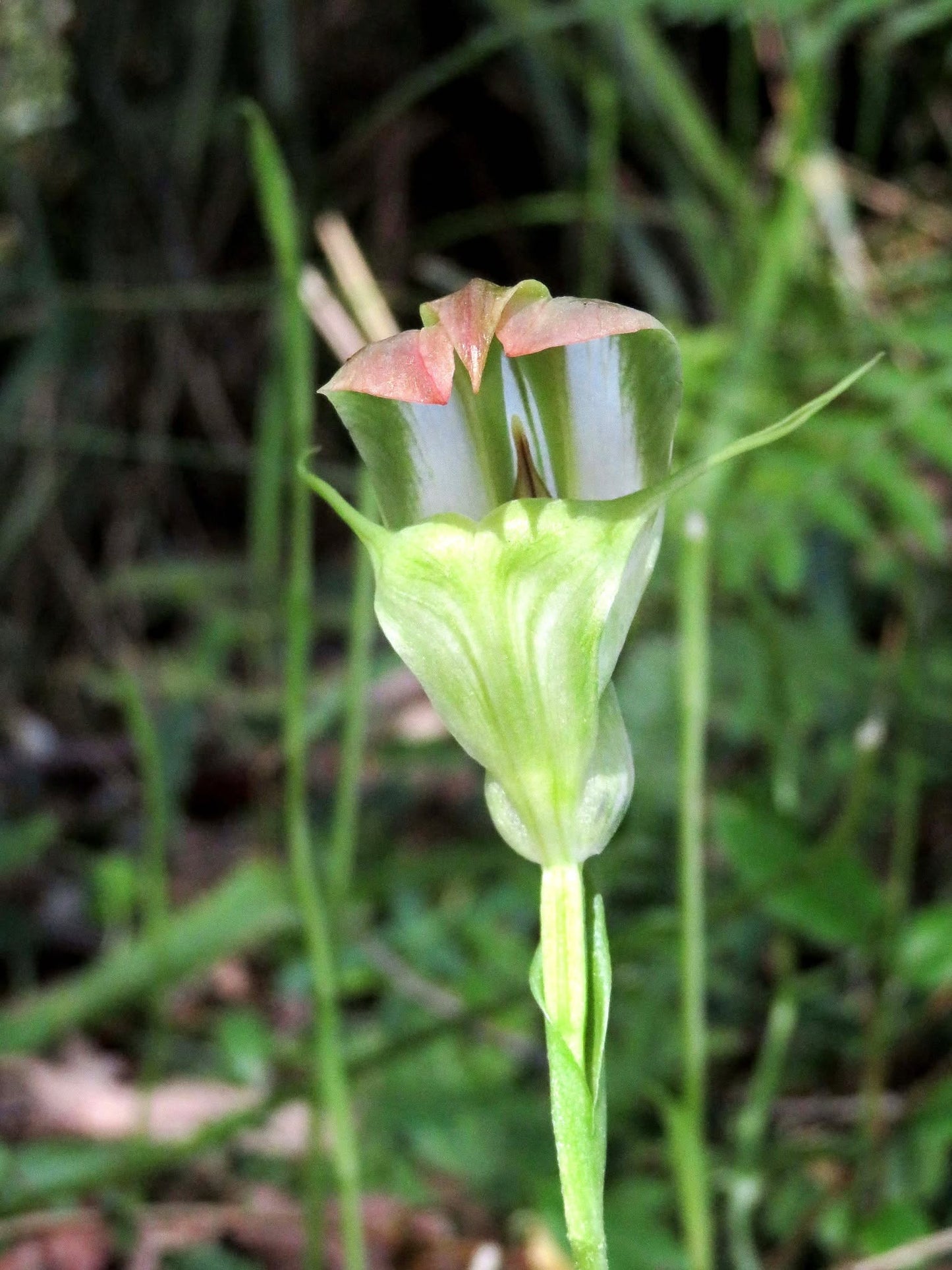 Pterostylis Baptistii (King Greenhood Orchid)