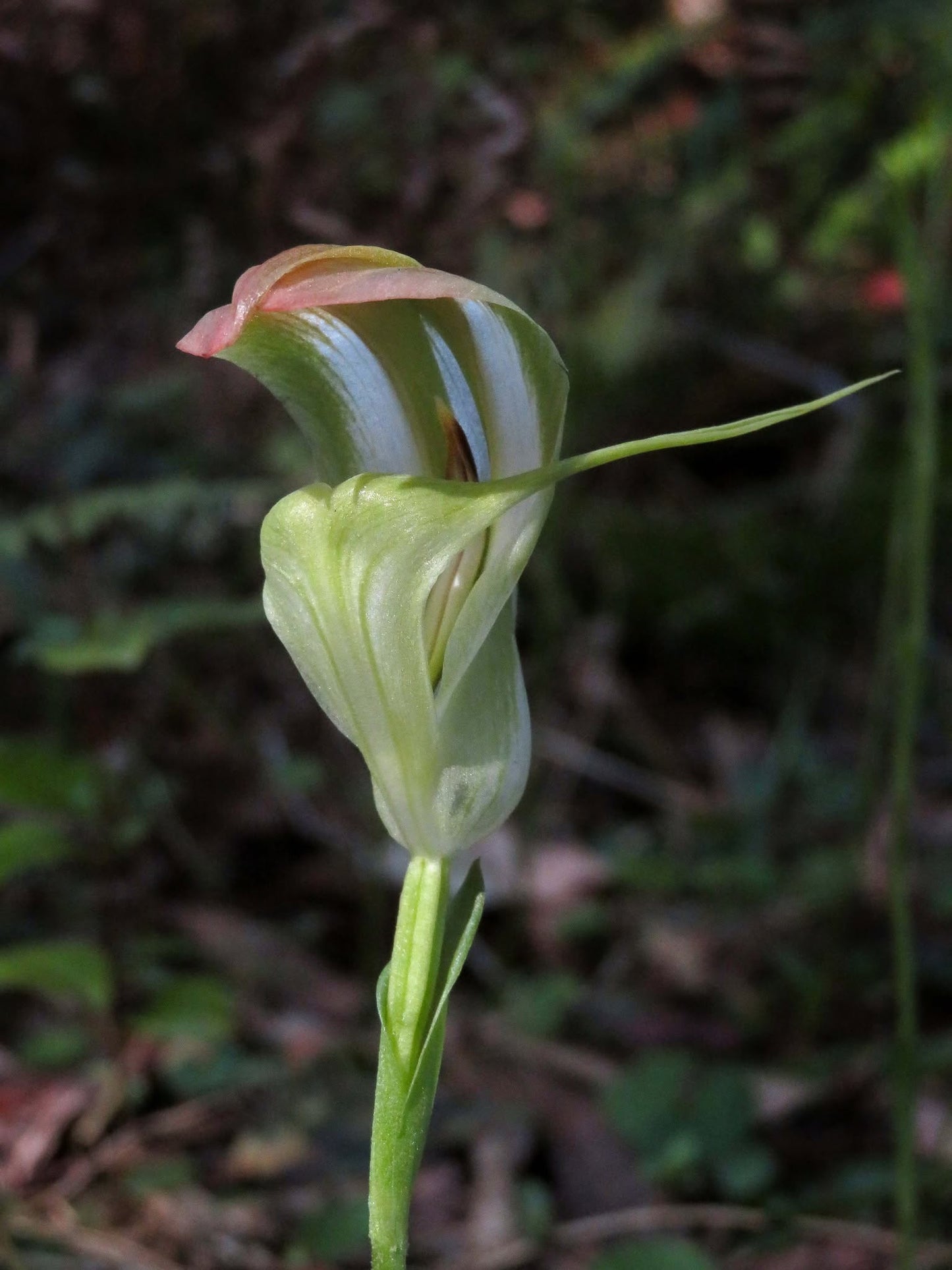 Pterostylis Baptistii (King Greenhood Orchid)