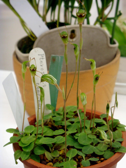 Pterostylis Concinna (Trim Greenhood Orchid)