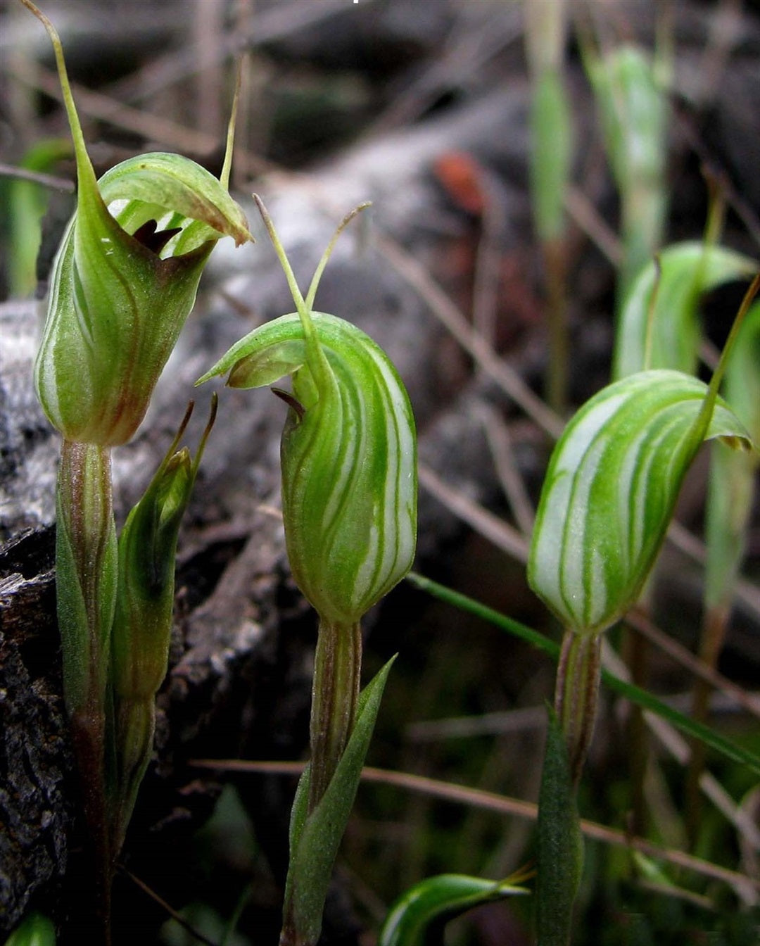 Pterostylis Concinna (Trim Greenhood Orchid)