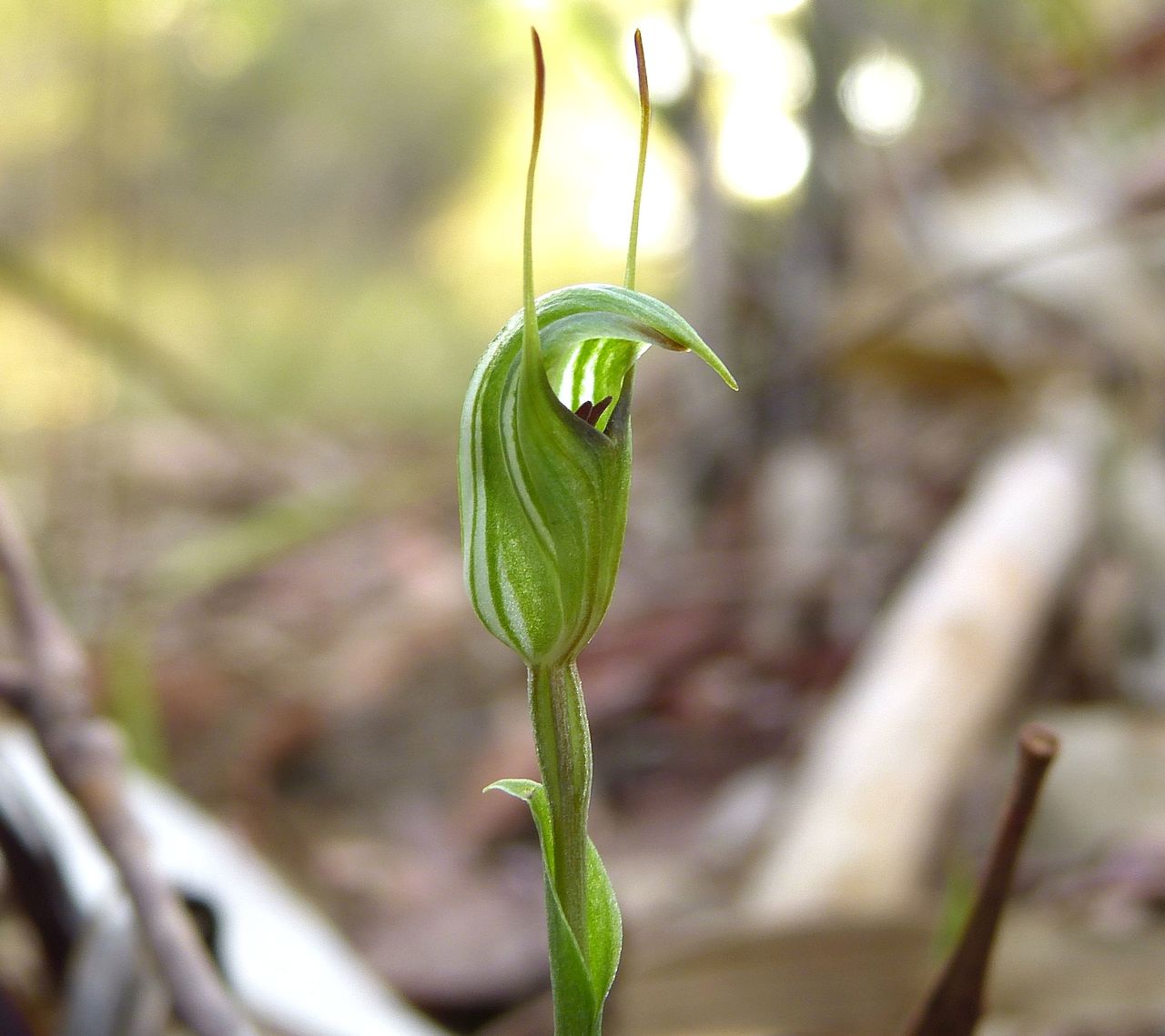 Pterostylis Concinna (Trim Greenhood Orchid)