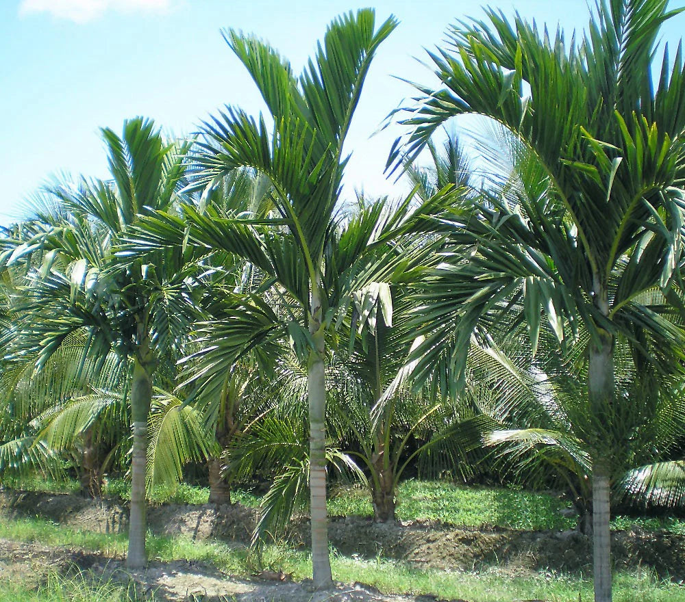 Ptychosperma elegans – Solitaire Palm