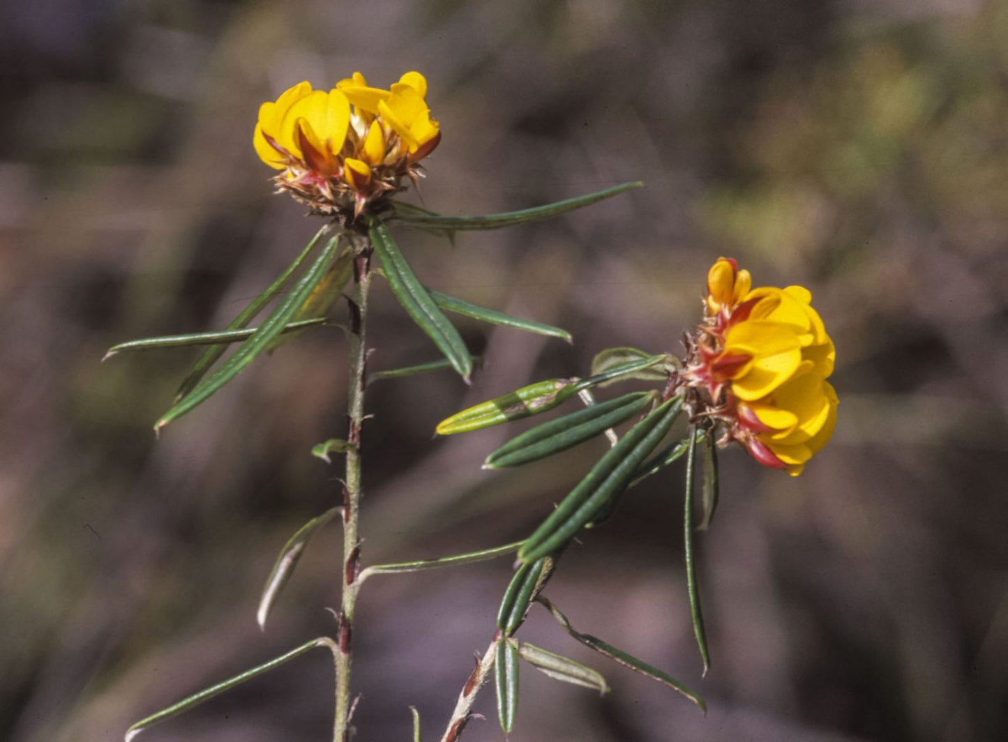 Pultenaea rosmarinifolia (Rosy-leaved Bush-pea)