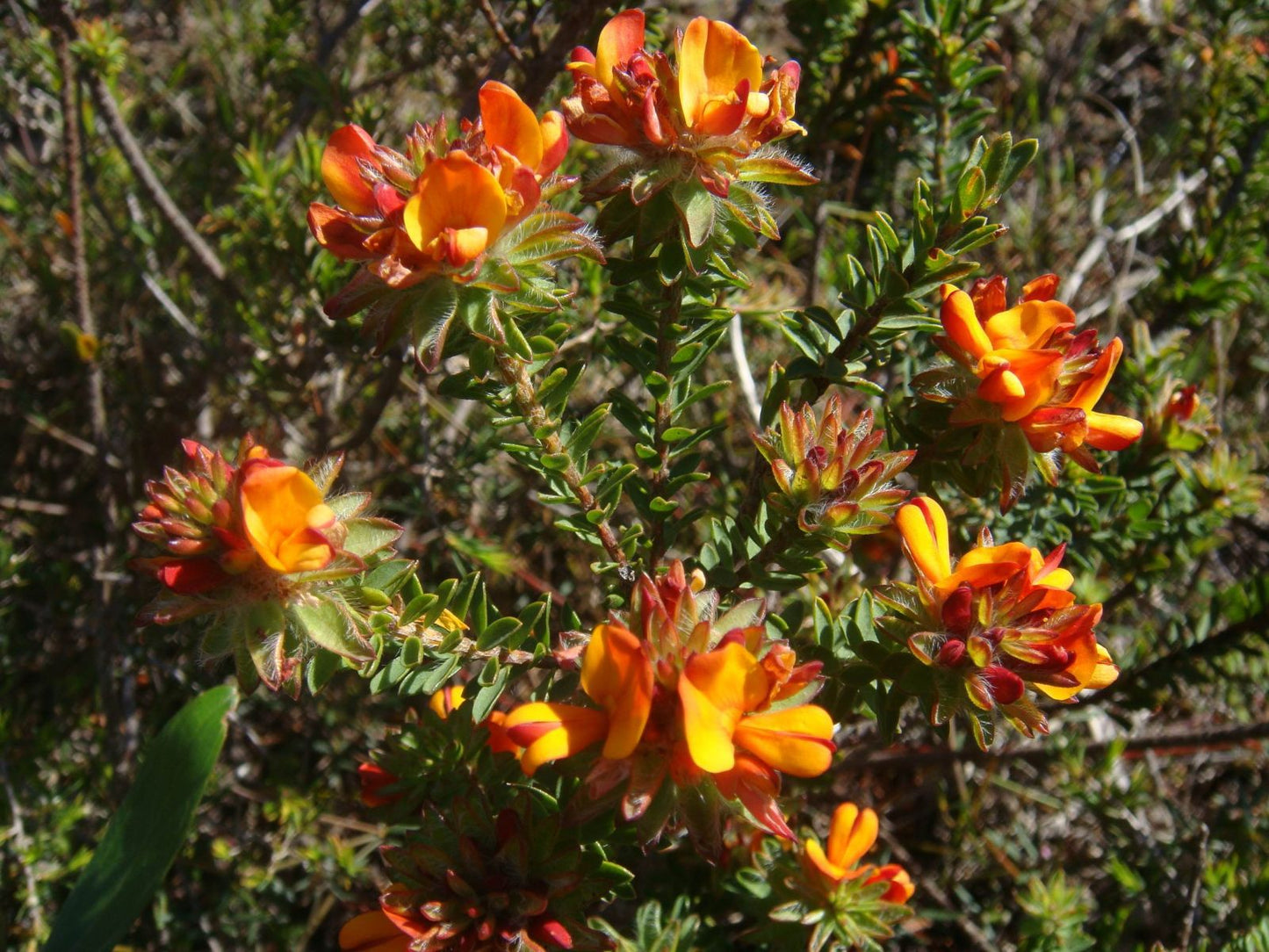 Pultenaea elliptica (Wreath Bush-Pea)