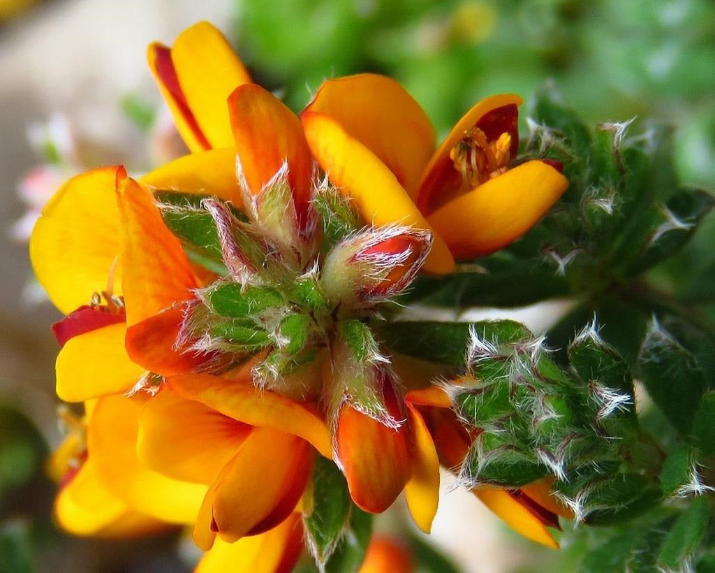 Pultenaea Microphylla (Small-Leaved Bush-Pea)