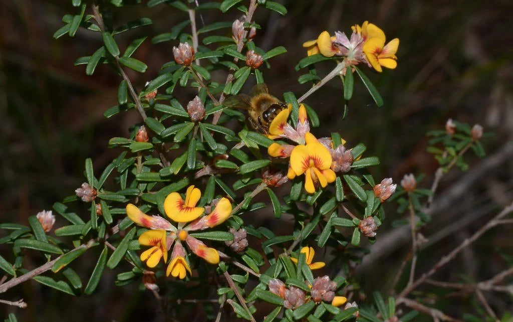 Compacted Native Notched Bush Pea – Compact Native Shrub | Nursery Warehouse – Nursery ...