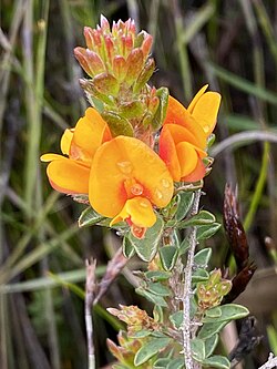 Pultenaea elliptica (Wreath Bush-Pea)
