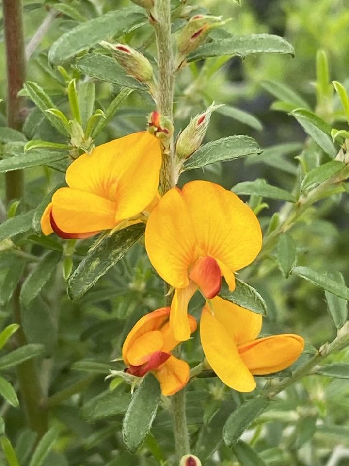 Pultenaea Microphylla (Small-Leaved Bush-Pea)