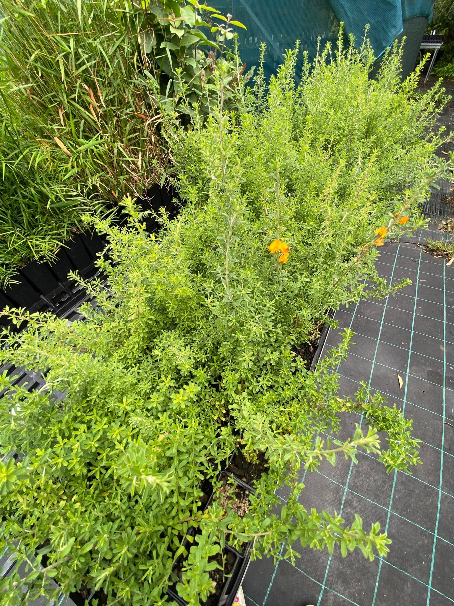 Pultenaea Microphylla (Small-Leaved Bush-Pea)