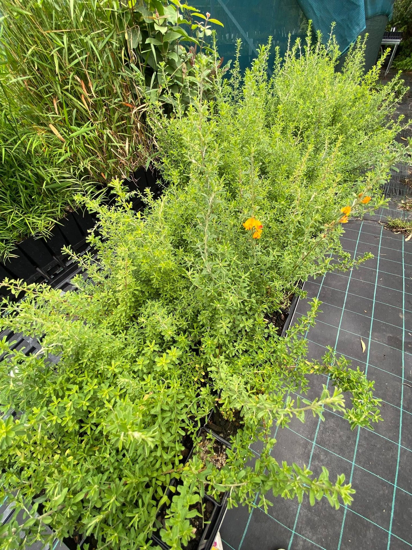Pultenaea Microphylla (Small-Leaved Bush-Pea)