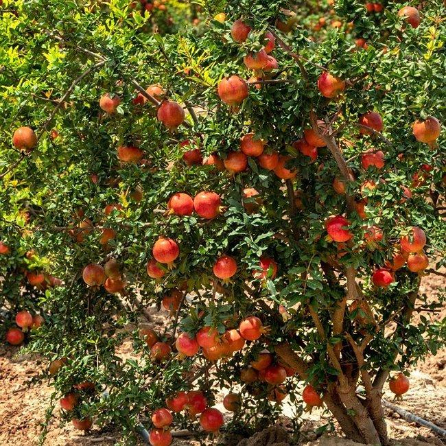 Punica Granatum ‘Elche’ (Elche Pomegranate)