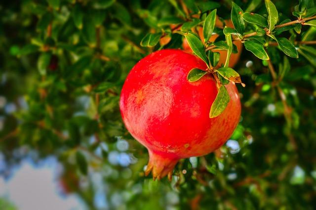 Punica Granatum ‘Elche’ (Elche Pomegranate)