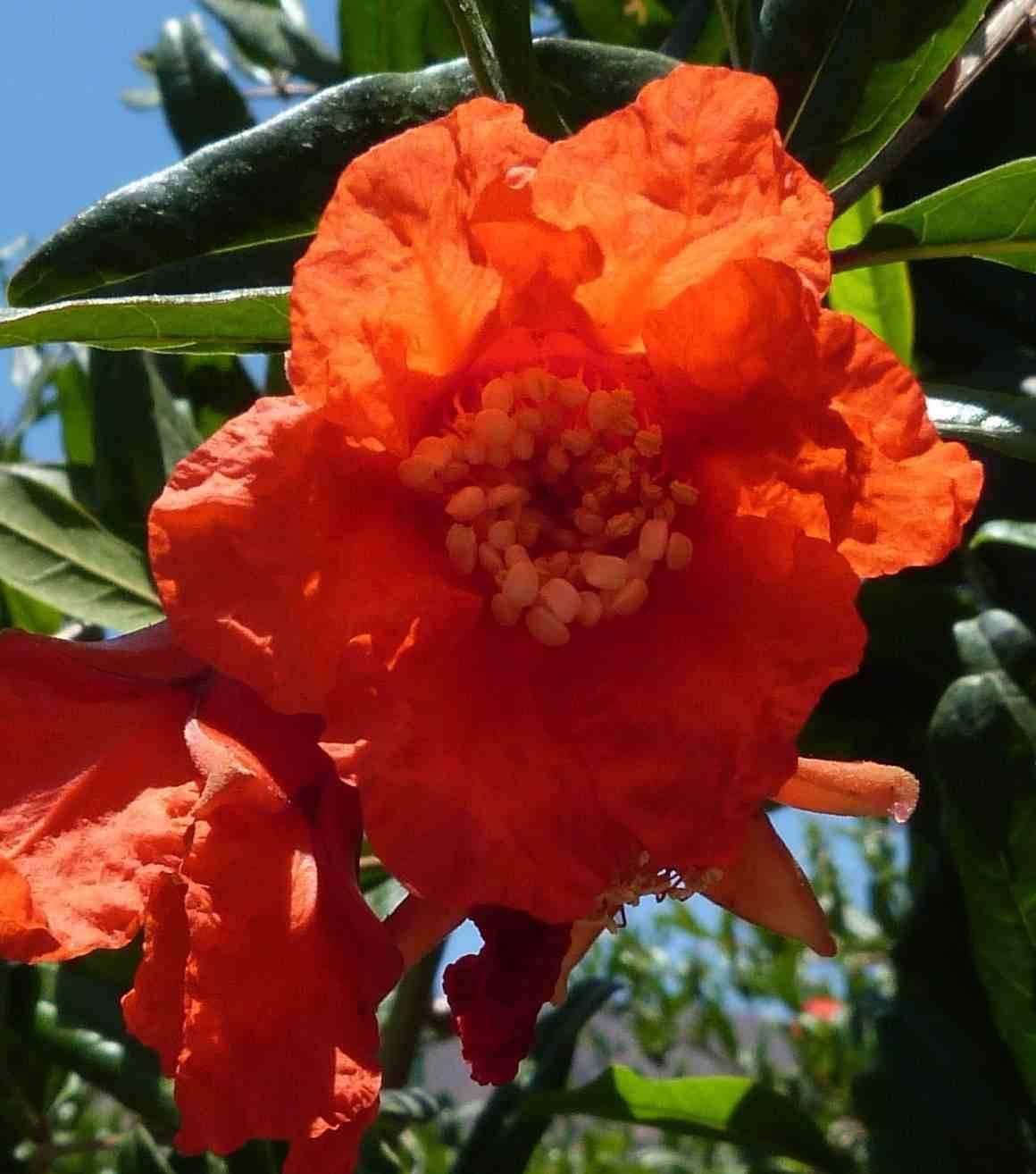 Punica Granatum ‘Elche’ (Elche Pomegranate)