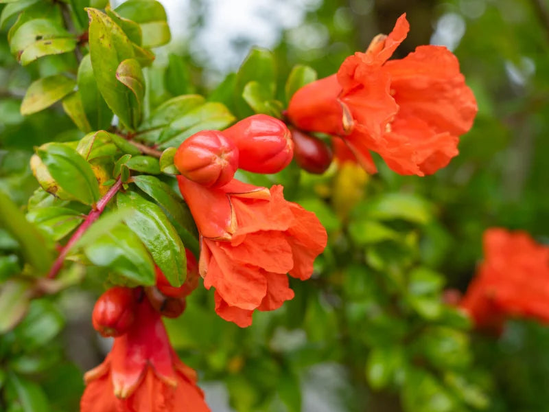 Punica granatum ‘Jativa’ (Pomegranate – Jativa)