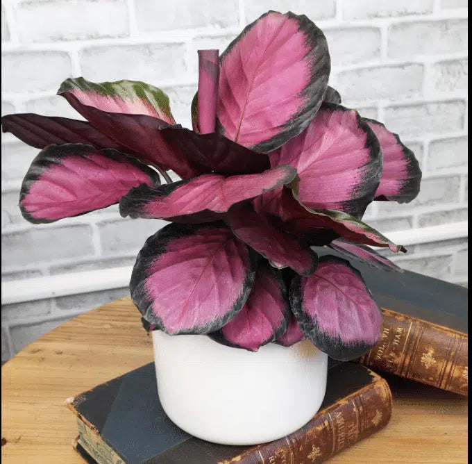 Goeppertia (Calathea) ‘Purple Rose’