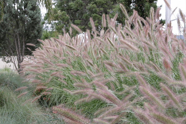 Pennisetum alopecuroides (PA400) ‘PURPLE LEA®’ (Fountain Grass)