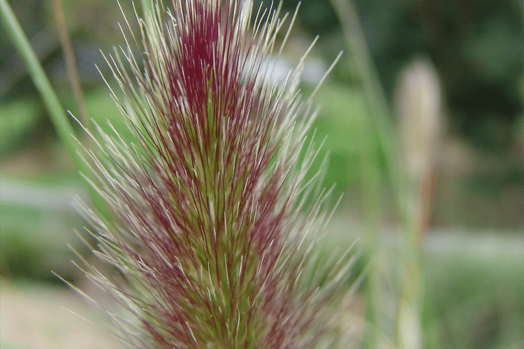 Pennisetum alopecuroides (PA400) ‘PURPLE LEA®’ (Fountain Grass)