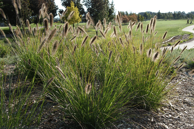 Pennisetum alopecuroides (PA400) ‘PURPLE LEA®’ (Fountain Grass)
