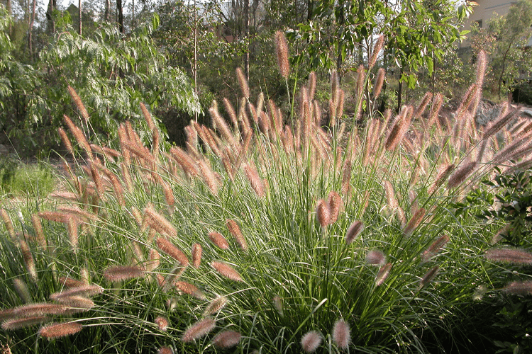 Pennisetum alopecuroides (PA400) ‘PURPLE LEA®’ (Fountain Grass)