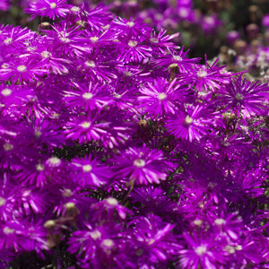 Carpobrotus Glaucescens (Pigface)