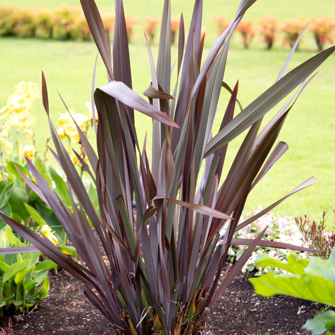 Phormium Tenax ‘Wildwood’ (Wildwood New Zealand Flax)
