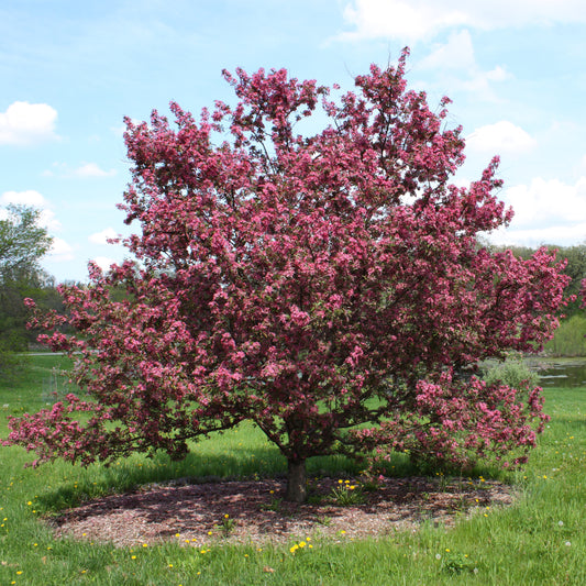 Malus ‘Echtermeyer’ (Echtermeyer Weeping Crab Apple)