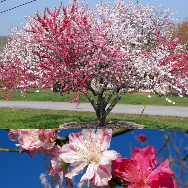 Prunus persica ‘Versicolour’ (Versicolour Flowering Peach)