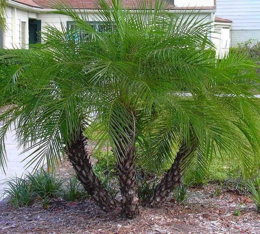 Phoenix Roebelenii Multi Planted (Multi Pygmy Date Palm)