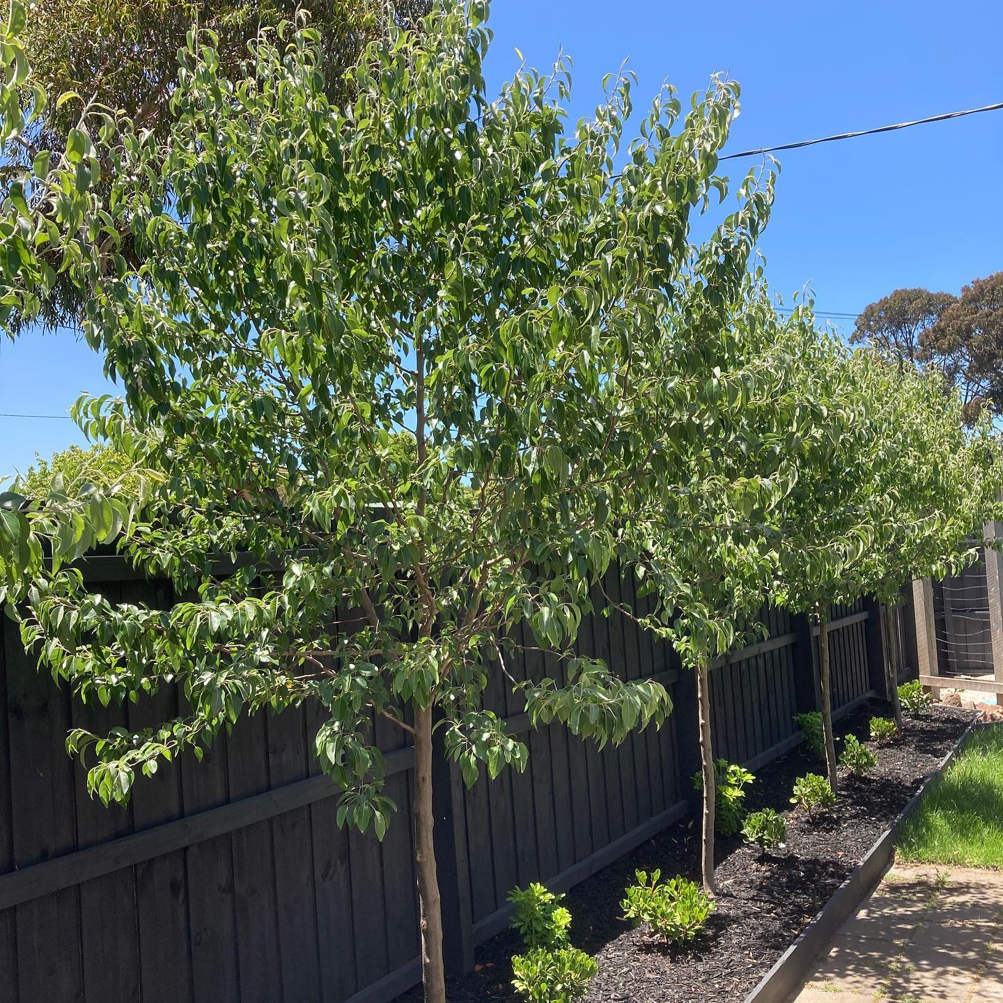 Pyrus calleryana 'Winter Glow' (Winter Glow Ornamental Pear)