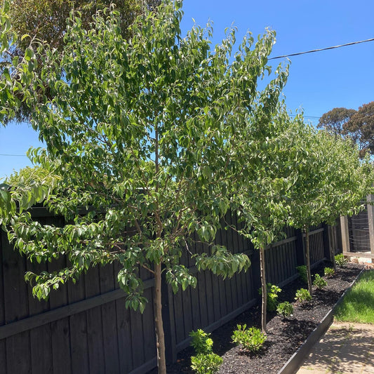 Pyrus calleryana 'Winter Glow' (Winter Glow Ornamental Pear)
