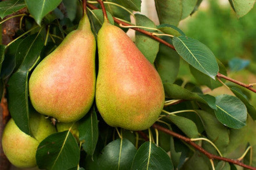 Pyrus communis 'Cool Crisp™' (Cool Crisp™ Dwarf Pear)