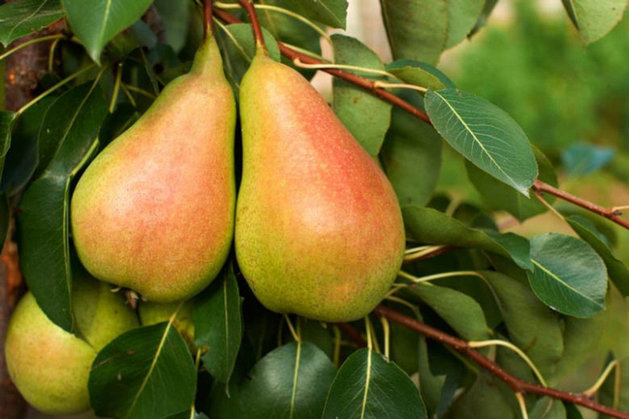 Pyrus communis 'Sweet Reward™' (Sweet Reward™ Dwarf Pear)