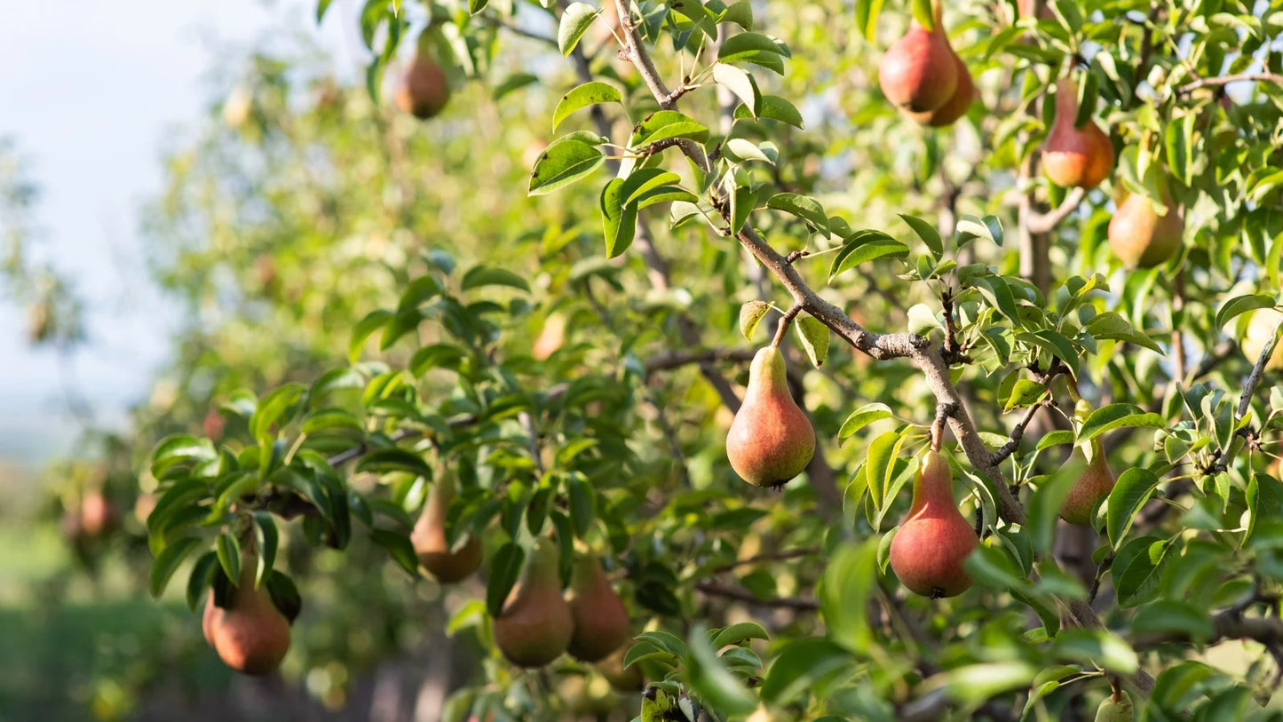 Pyrus Communis 'Sensation' (Sensation Pear)