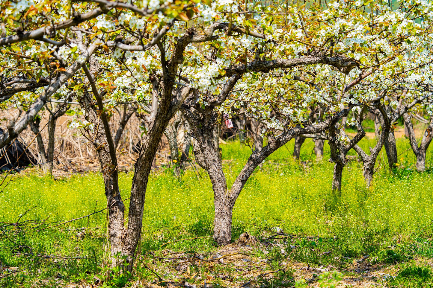 Pyrus Pyrifolia (Nashi Pear)