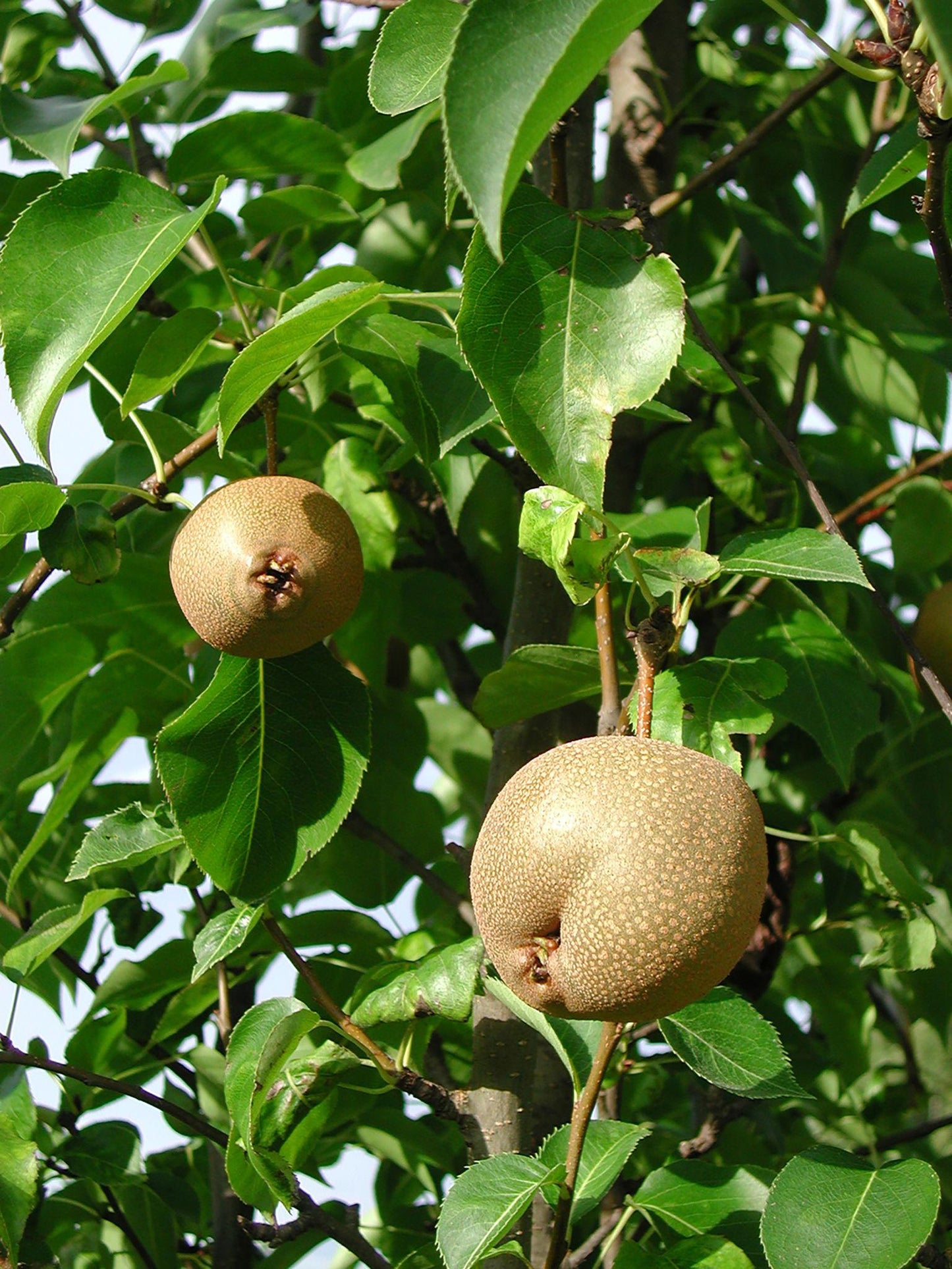 Pyrus Pyrifolia (Nashi Pear)