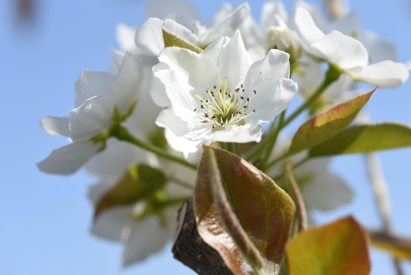 Pyrus Pyrifolia (Nashi Pear)