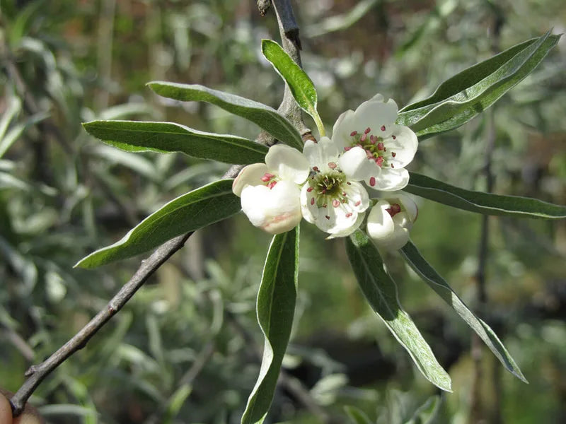 Pyrus Salicifolia ‘Pendula’ (Weeping Silver Pear)