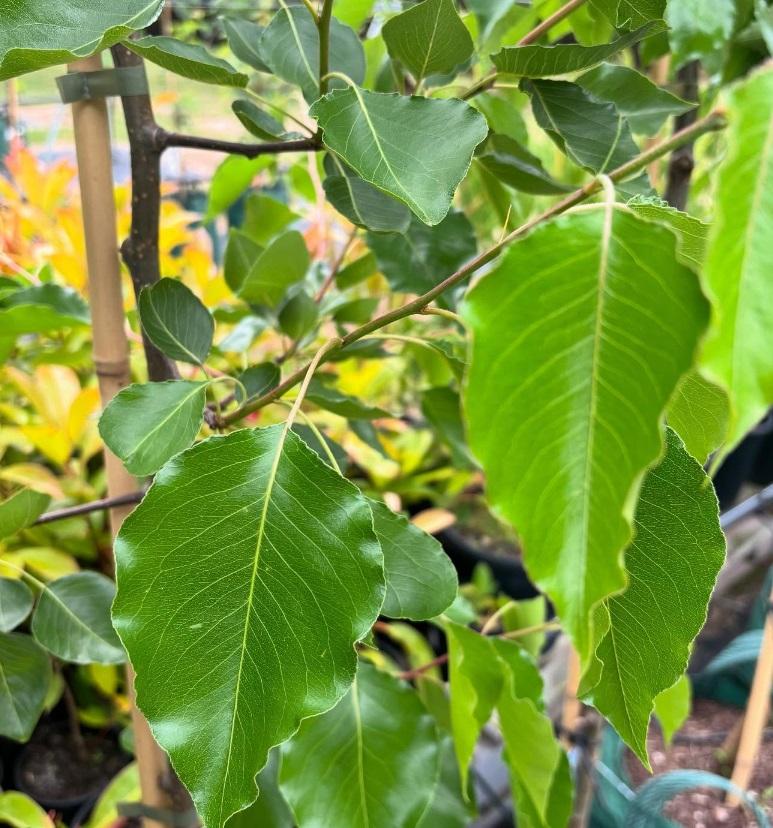 Pyrus Ussuriensis (Pleached Manchurian Pear)