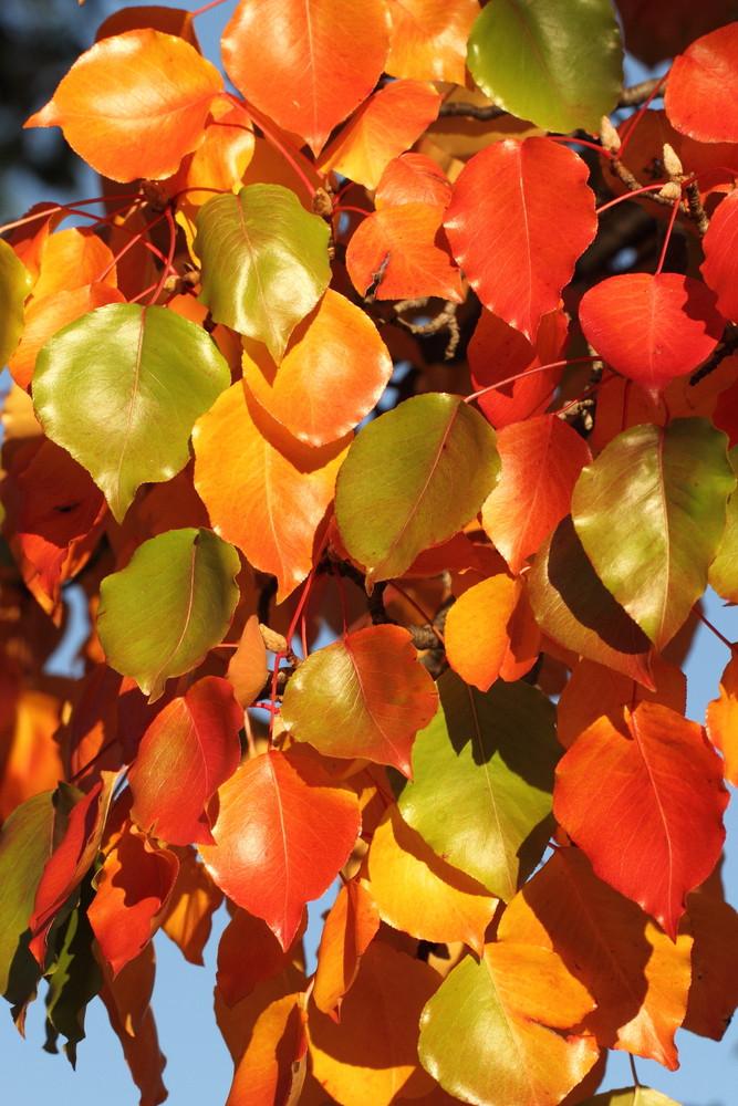 Pyrus Ussuriensis (Pleached Manchurian Pear)