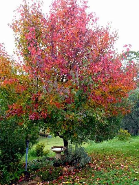 Pyrus Ussuriensis (Pleached Manchurian Pear)
