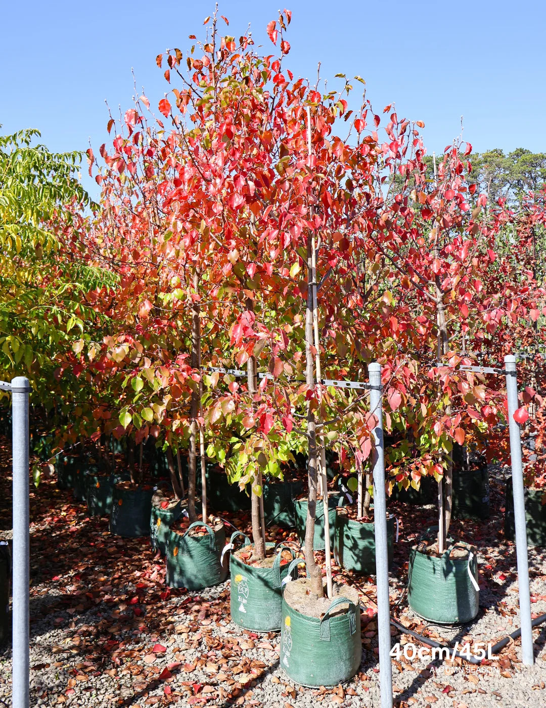 Pyrus Ussuriensis (Pleached Manchurian Pear)