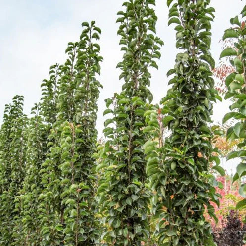 Pyrus calleryana × pyrifolia ‘NCPX1’ Javelin® (Javelin Ornamental Pear)